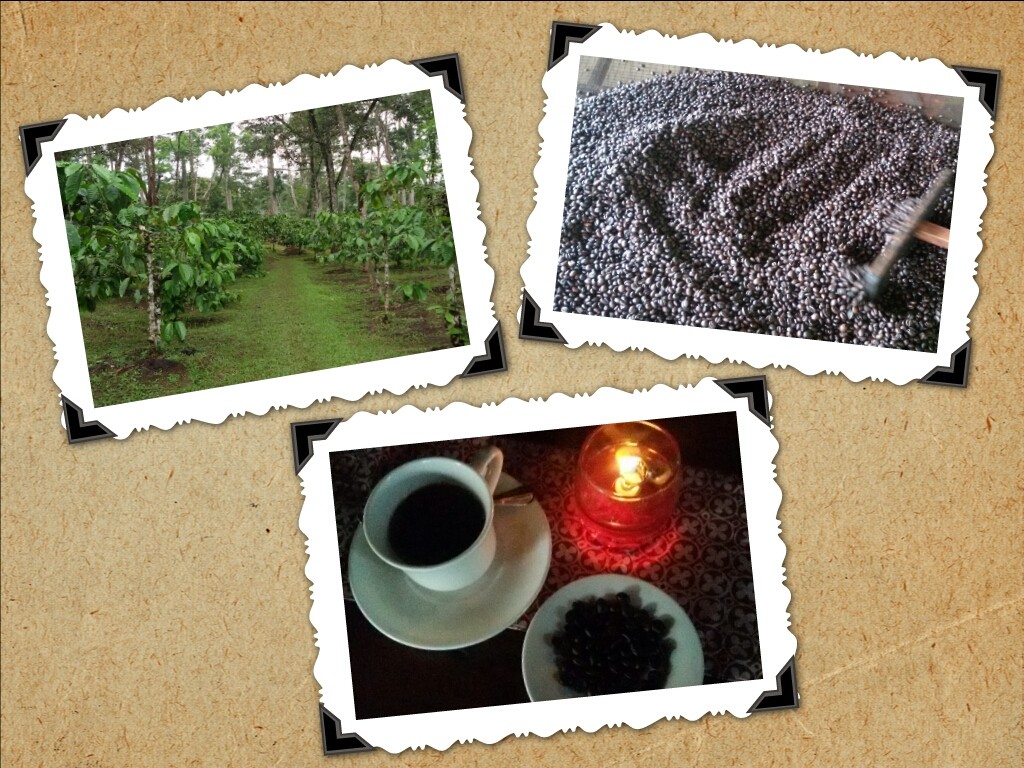 perjalanan panjang biji kopi, dari pohon hingga menjadi segelas kopi yg nikmat