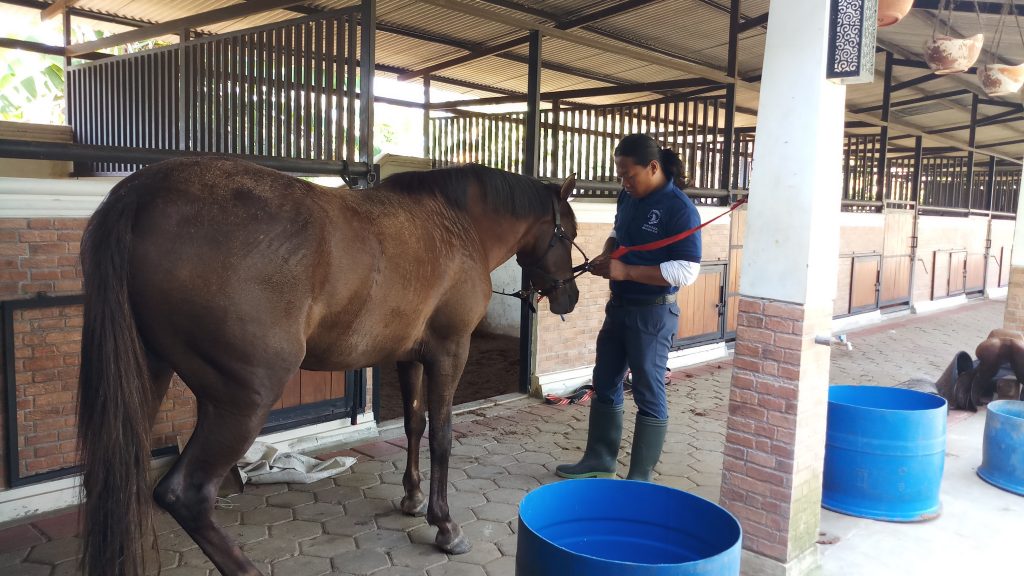 nirwana stable horse