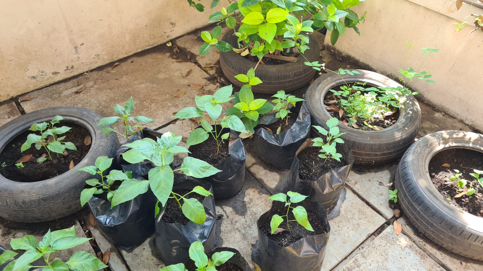 berkebun di rumah